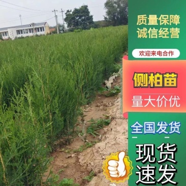 小侧柏苗，产地，山西运城，基地批发，大量供应。