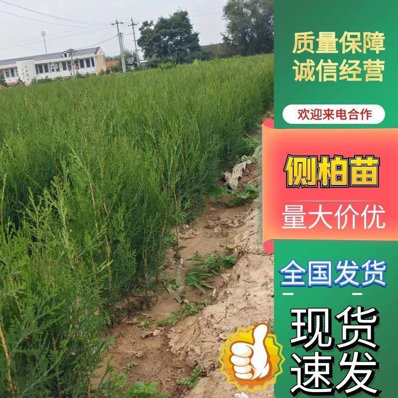 小侧柏苗，产地，山西运城，基地批发，大量供应。