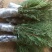 小侧柏苗，产地，山西运城，基地批发，大量供应。