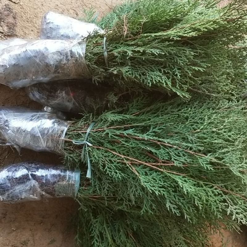 小侧柏苗，产地，山西运城，基地批发，大量供应。
