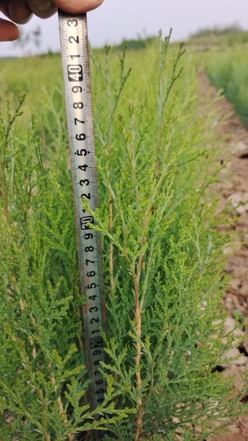 小侧柏苗，产地，山西运城，基地批发，大量供应。
