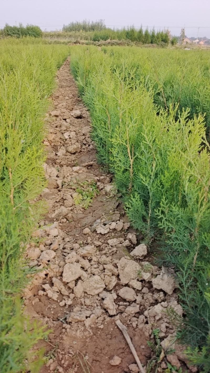 小侧柏苗，产地，山西运城，基地批发，大量供应。
