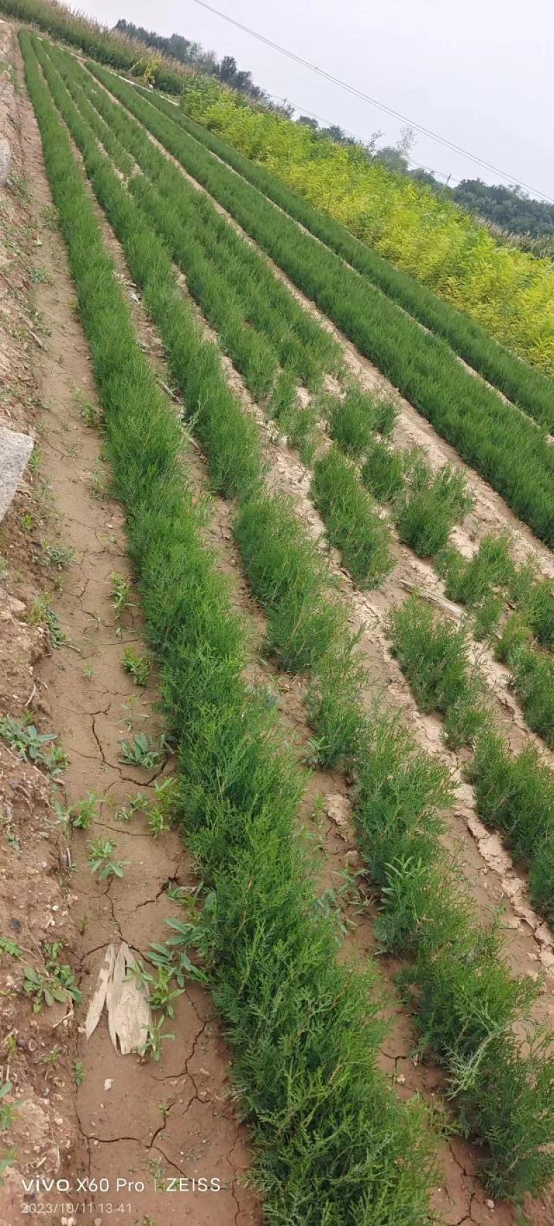 小侧柏苗，产地，山西运城，基地批发，大量供应。
