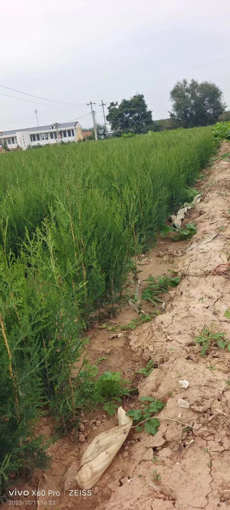 小侧柏苗，产地，山西运城，基地批发，大量供应。