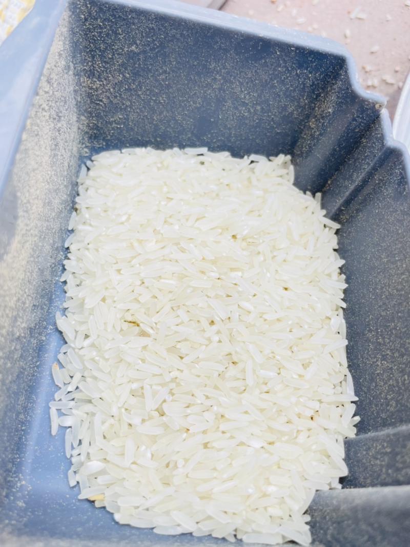 2023年新晚稻美香粘出米率高米质白
