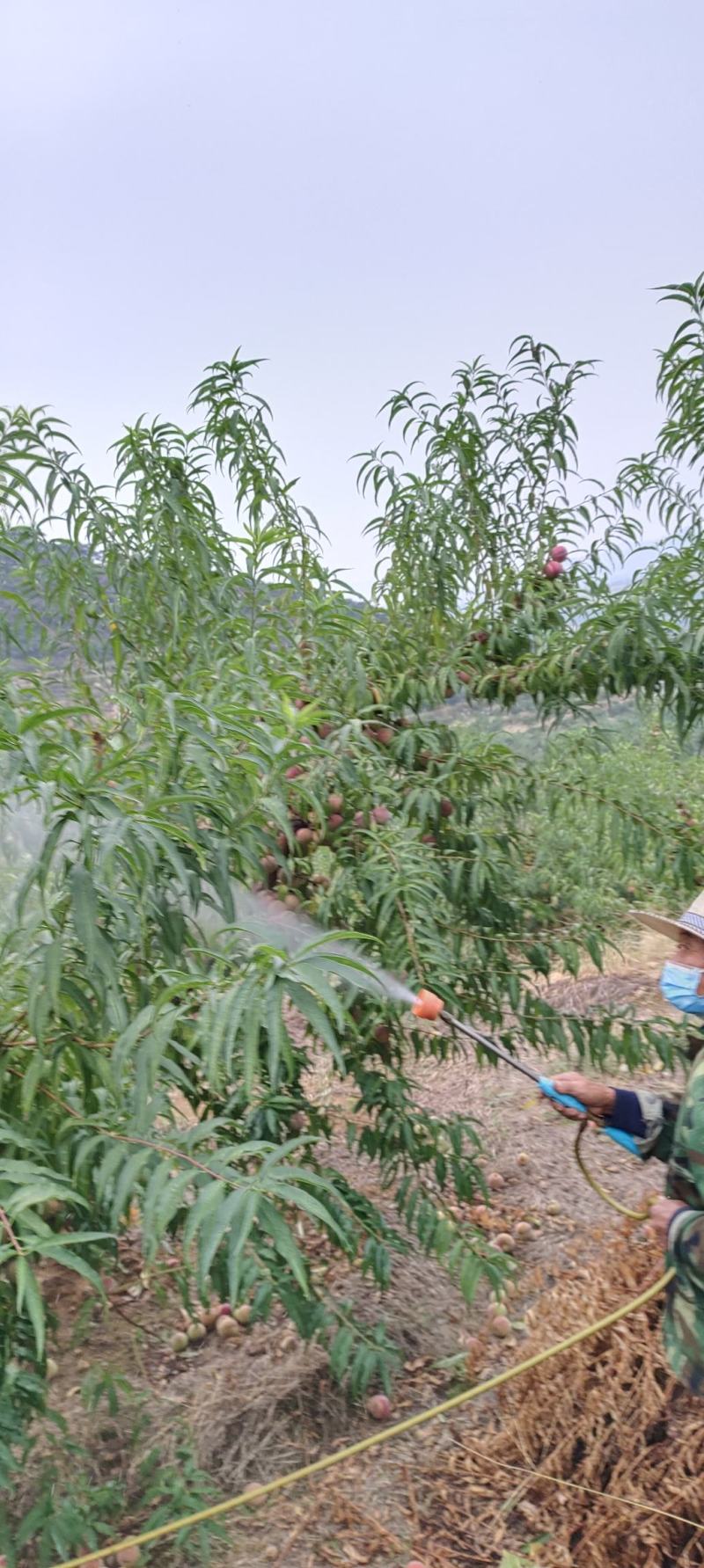 山东省冬桃