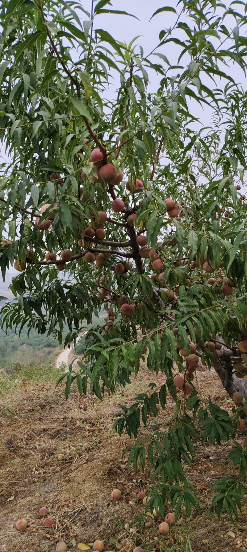 山东省冬桃