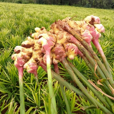 云南高山生姜种植基地