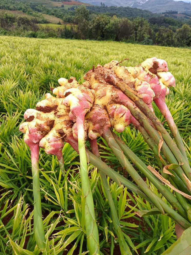 云南高山生姜种植基地