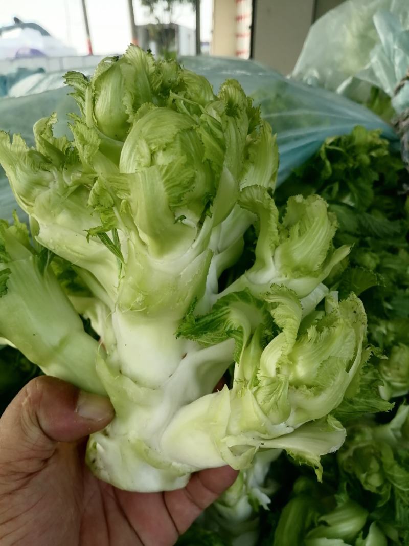 精品儿菜，娃娃大，一手货源，万亩基地随到随装，诚信经营