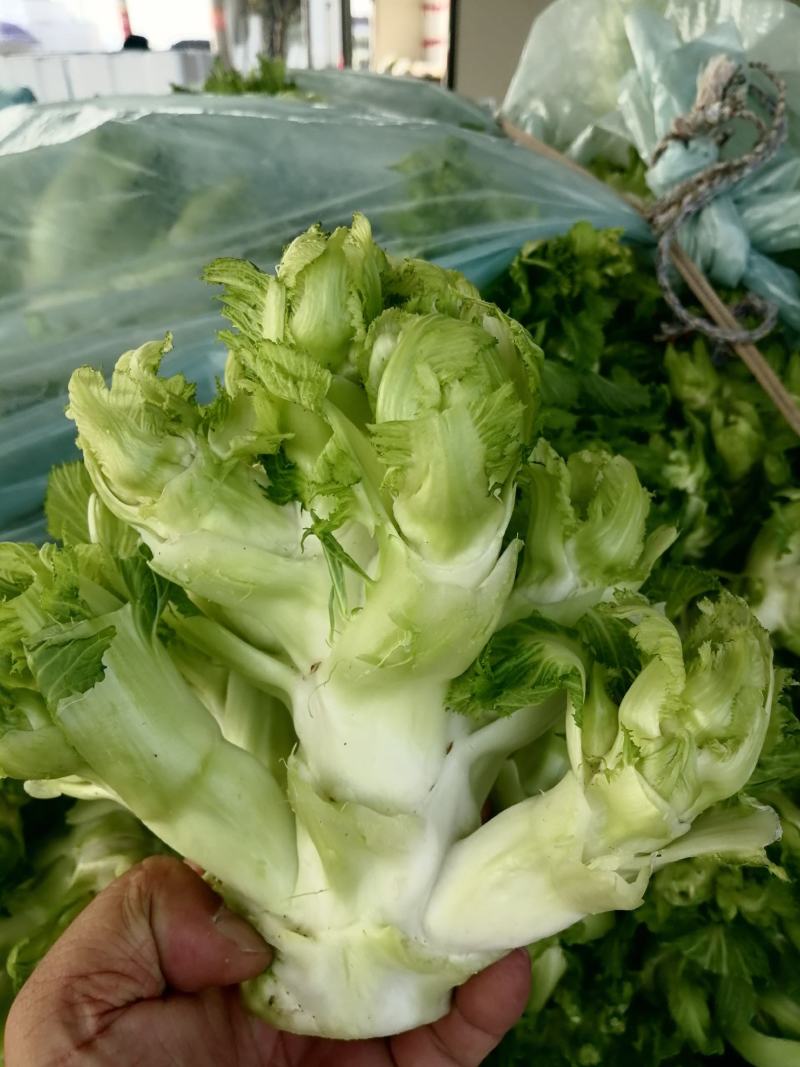 精品儿菜，娃娃大，一手货源，万亩基地随到随装，诚信经营