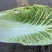 辽宁凌海产地黄心0.1元大量白菜卖不出去