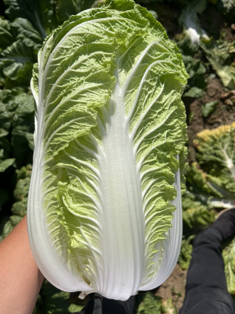 辽宁凌海产地黄心0.1元大量白菜卖不出去