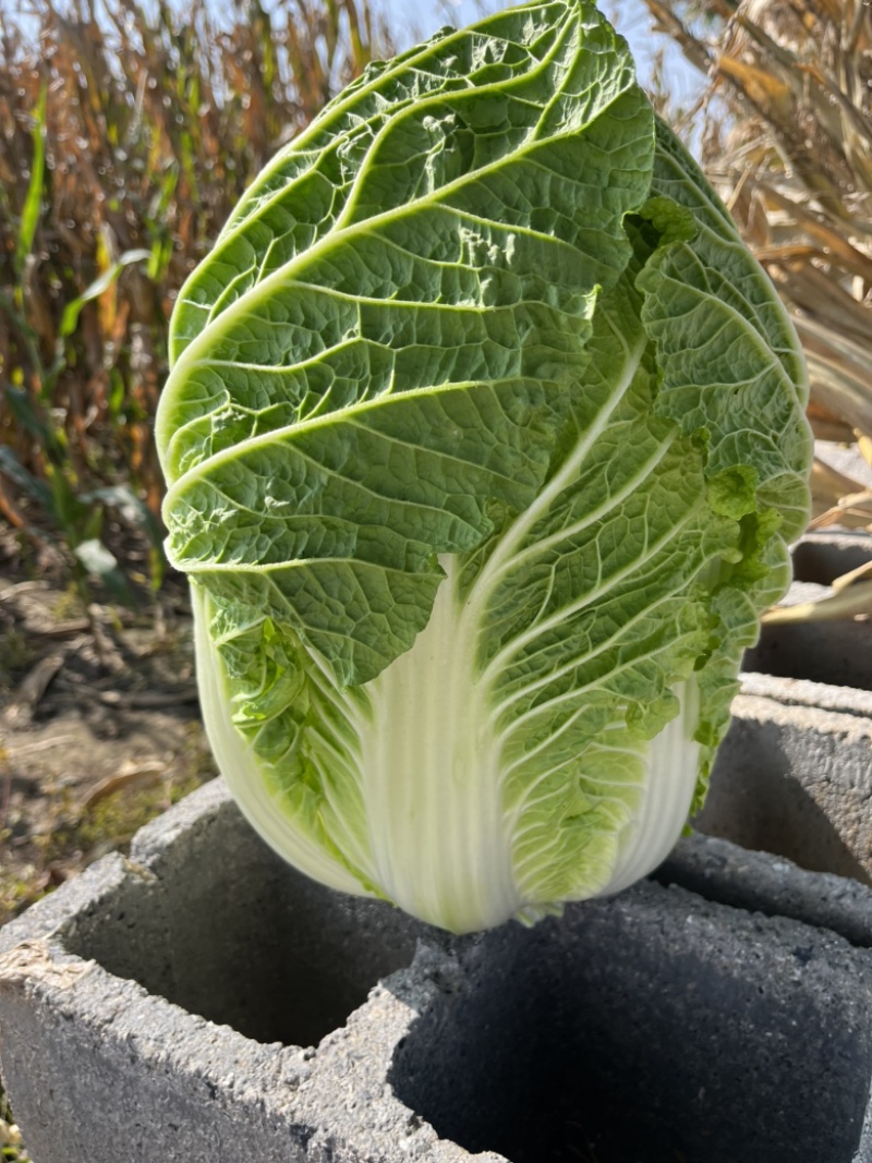 辽宁凌海产地黄心0.1元大量白菜卖不出去
