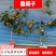 脆实习柿子树甜柿子
