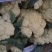 精品菜花，白面青埂，一手货源，有专业装车队伍，随到随装