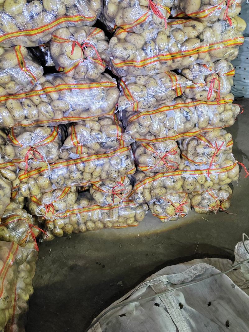 内蒙呼伦贝尔黄心土豆可水洗黄金薯实验一V7大量供应