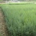 藏柏苗柏树袋苗基地直发一手货源量大从优
