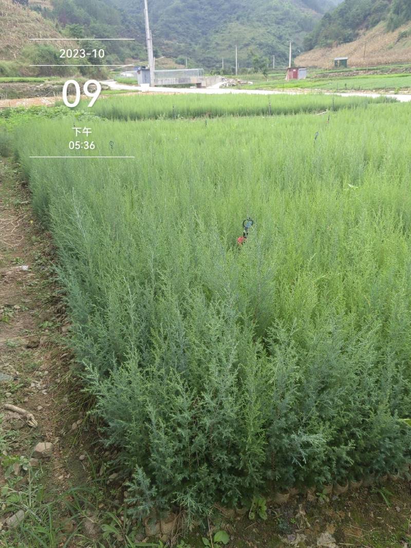 藏柏苗柏树袋苗基地直发一手货源量大从优