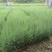 藏柏苗柏树袋苗基地直发一手货源量大从优