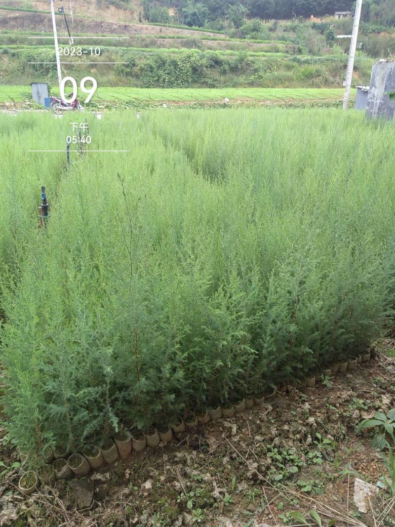 藏柏苗柏树袋苗基地直发一手货源量大从优