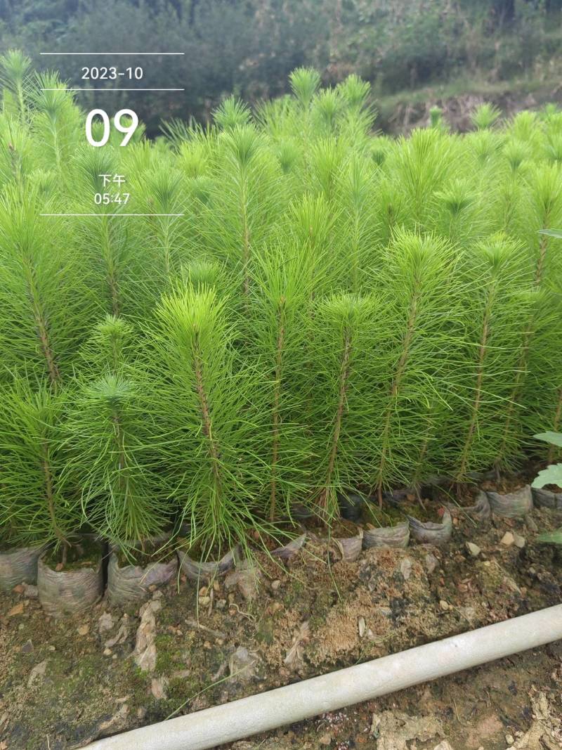 马尾松苗大量批发自产自销保成活质量保证常年供货