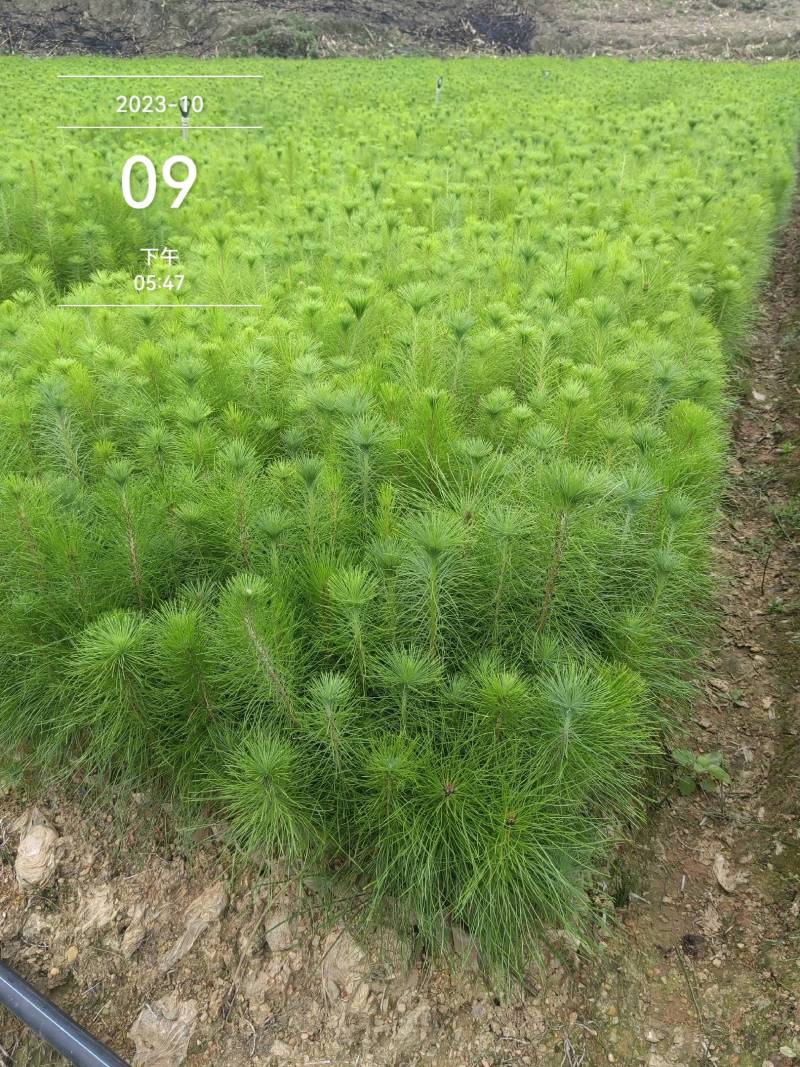 马尾松苗大量批发自产自销保成活质量保证常年供货