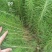 马尾松松树油松绿化树苗基地直发现挖现发质量保证