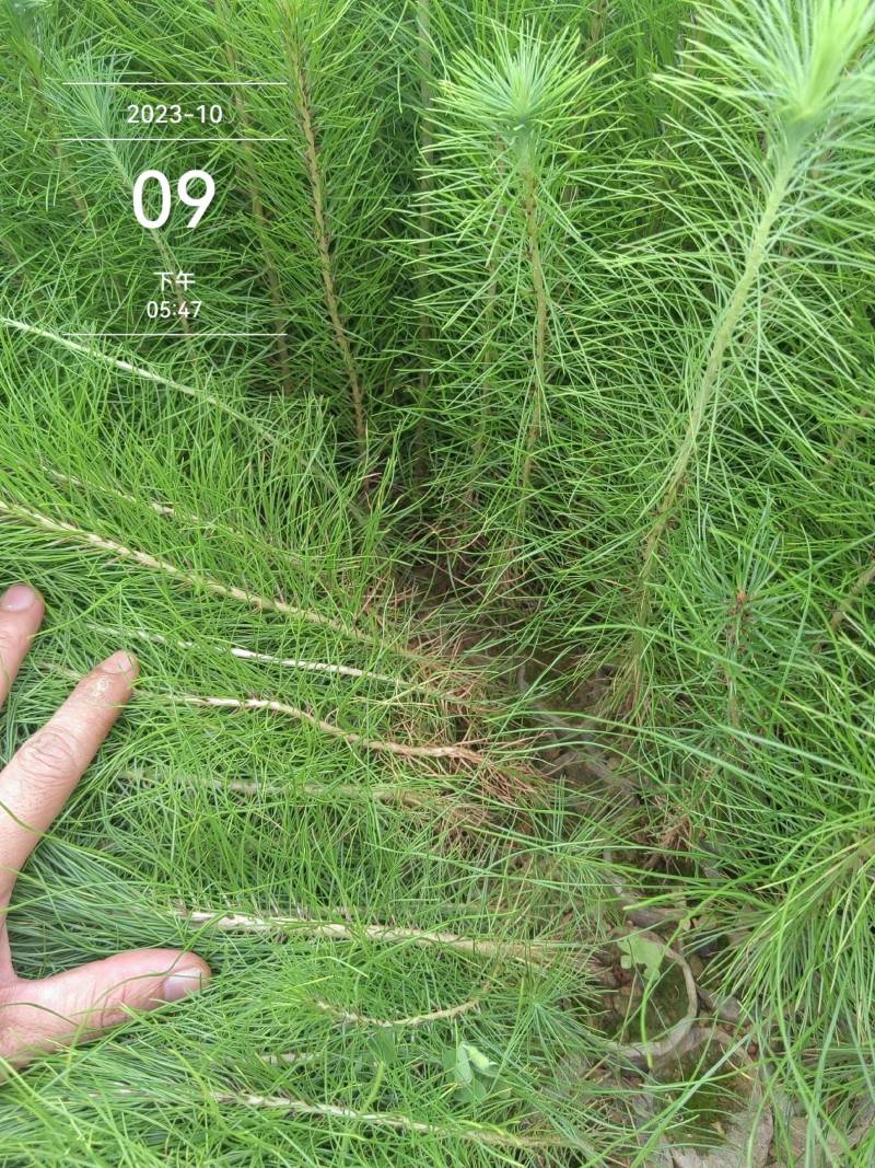 马尾松松树油松绿化树苗基地直发现挖现发质量保证