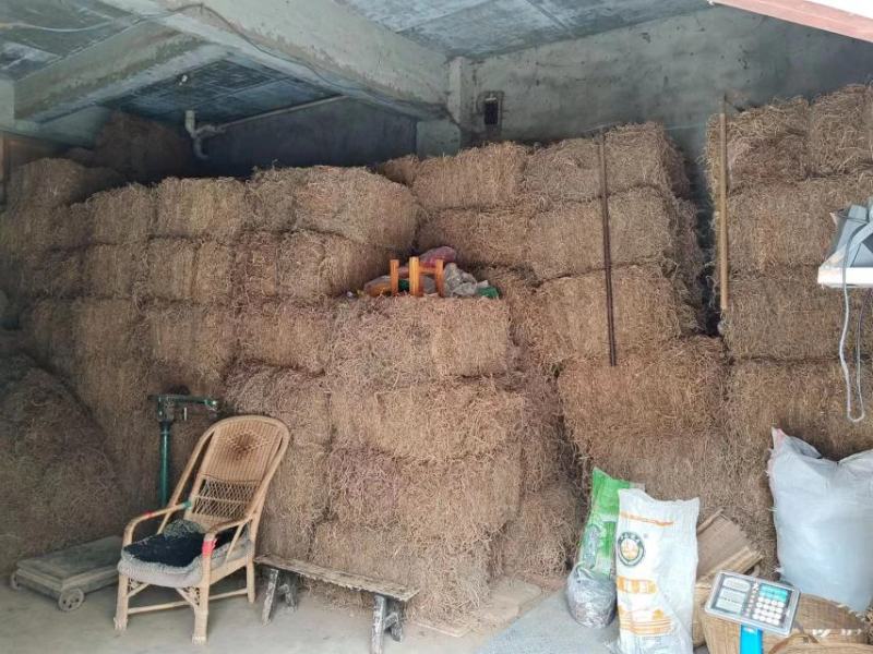 七叶绞股蓝根药厂提取物,量大了提前预定