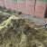 金银花