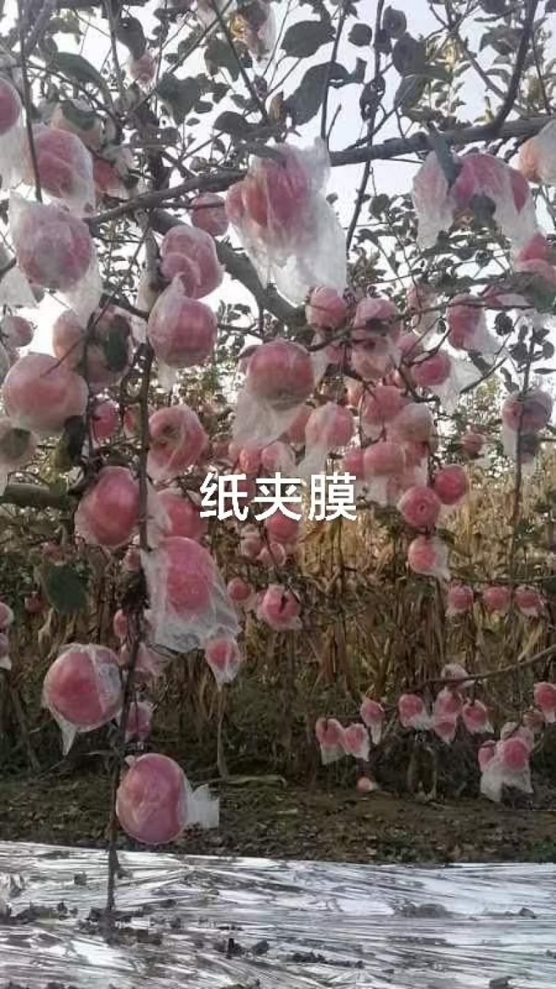 纸夹膜红富士