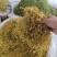 山银花