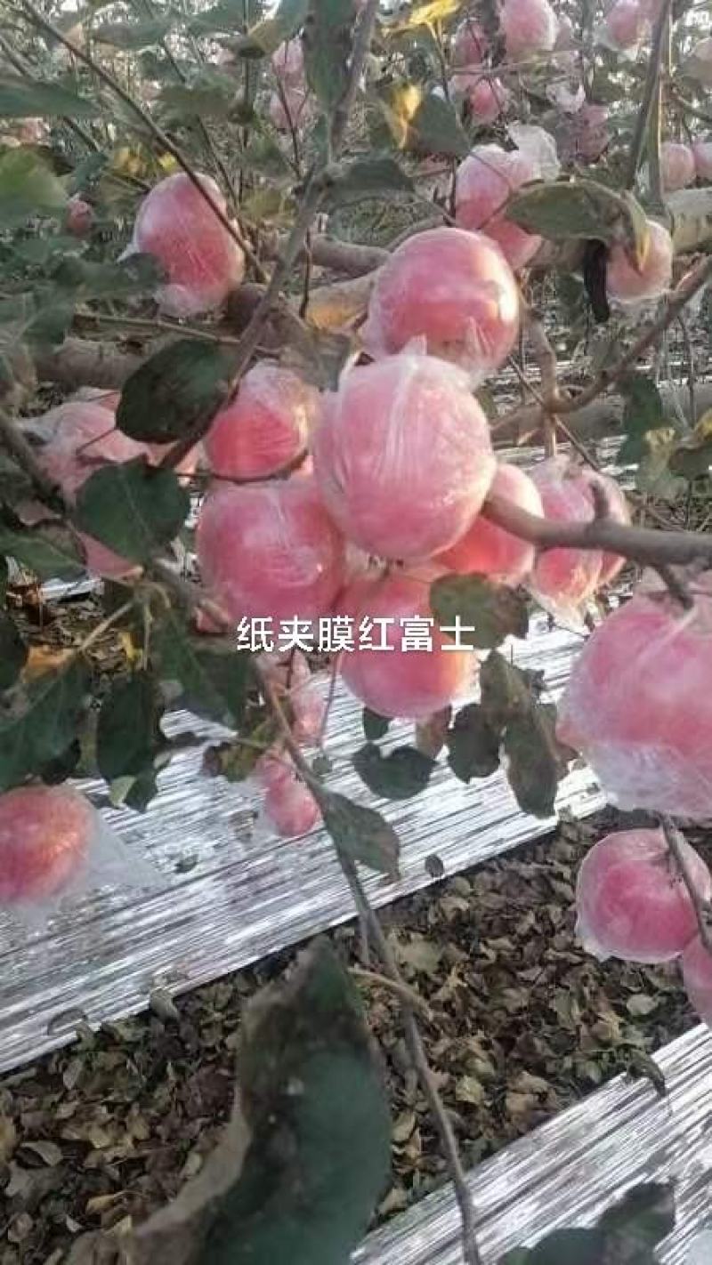 纸夹膜红富士