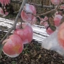 纸夹膜红富士