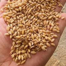23年一等白小麦产地直发，规格多样，品种齐全，欢迎