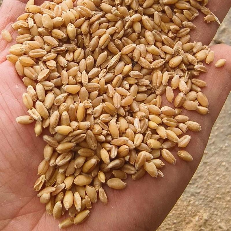 23年一等白小麦产地直发，规格多样，品种齐全，欢迎下单