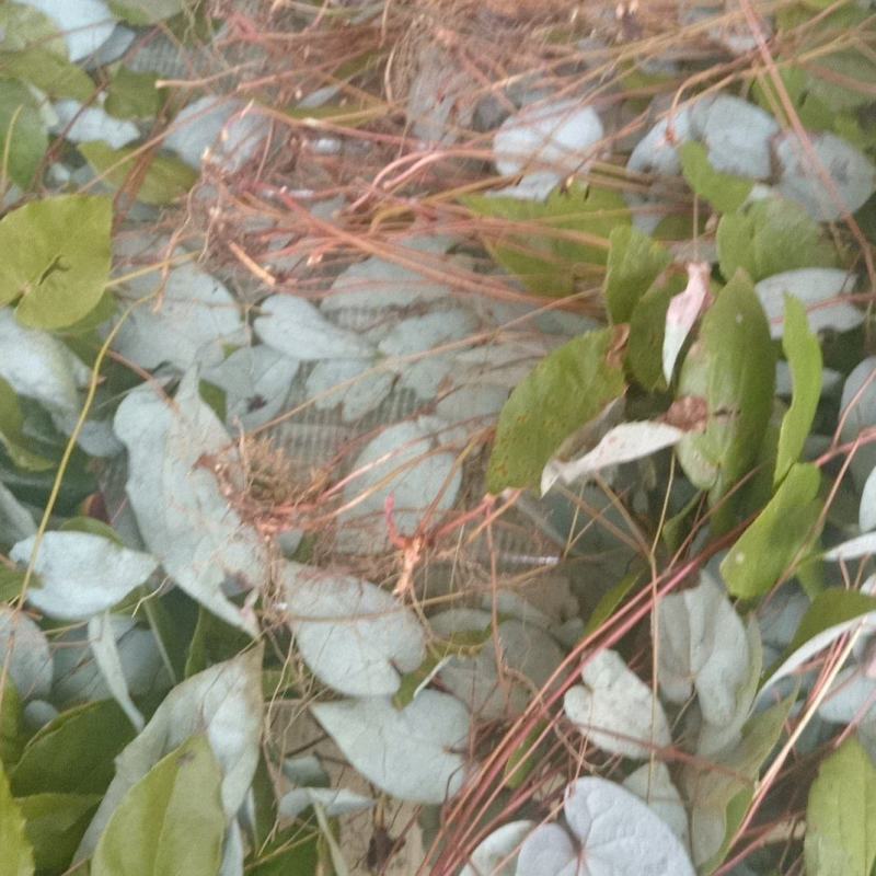淫羊藿