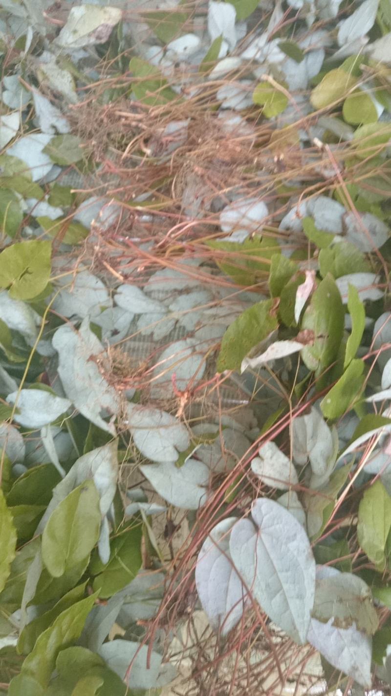 淫羊藿
