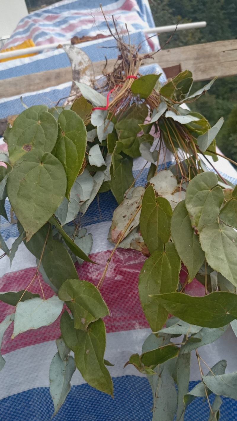 淫羊藿