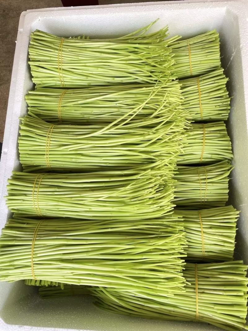 精品芦蒿
