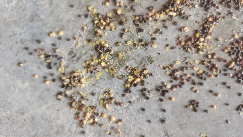 菜籽