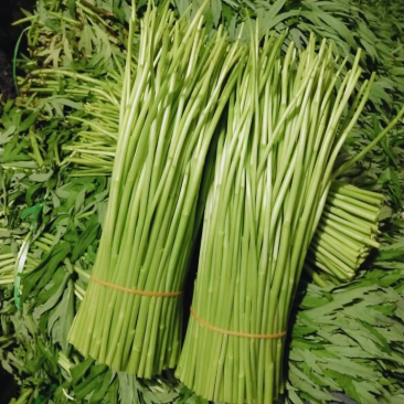 精品芦蒿