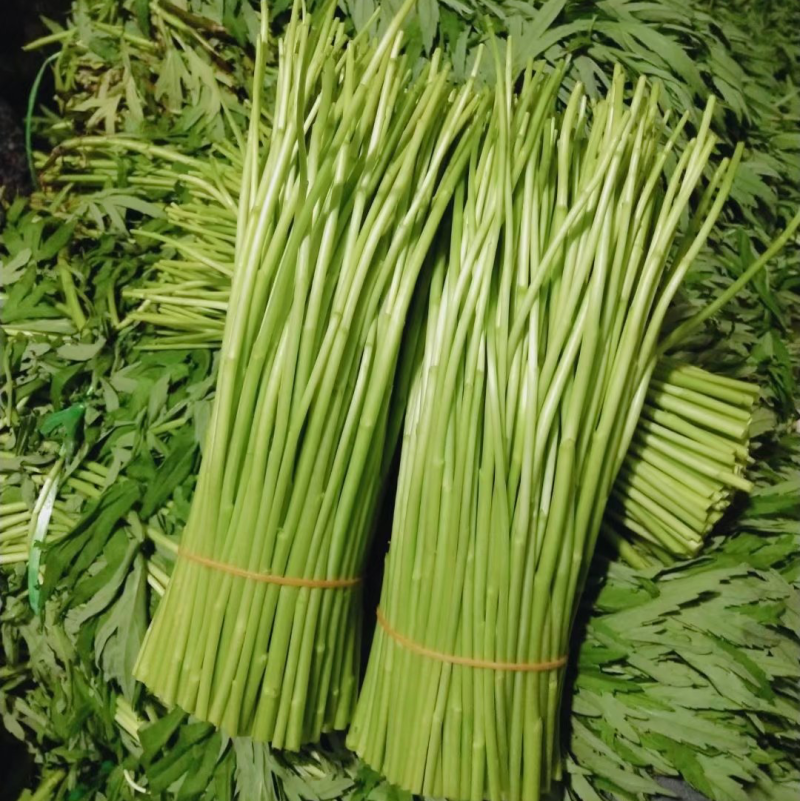 精品芦蒿