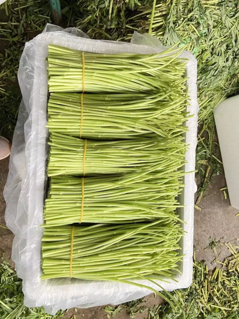 精品芦蒿