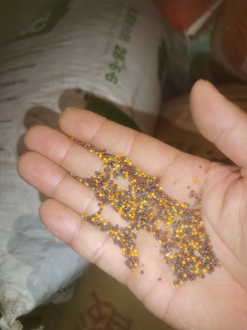 菜籽