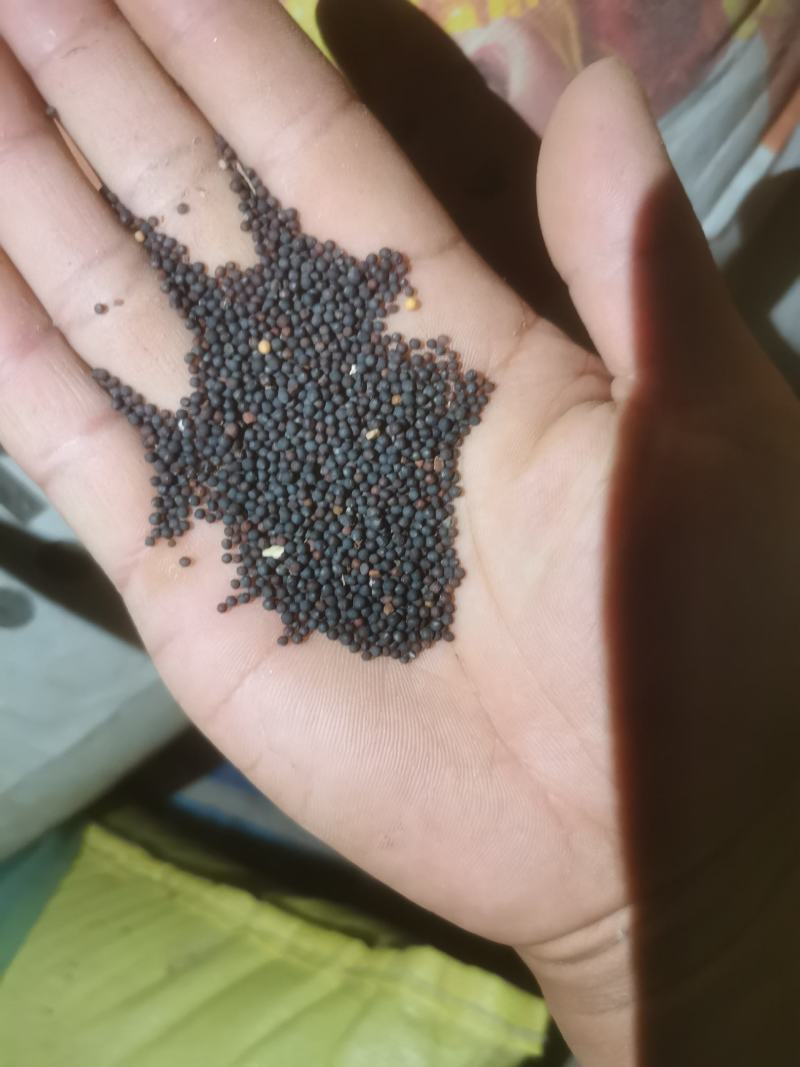 菜籽