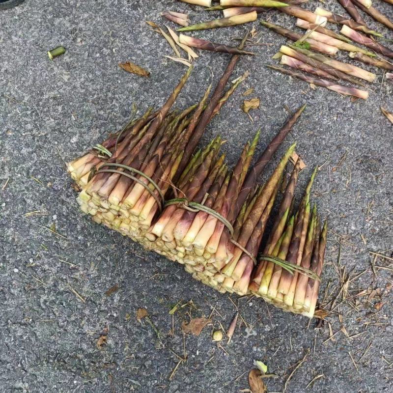 新鲜竹笋天然秋笋带壳手剥小竹笋新鲜蔬菜农家现挖麻竹笋