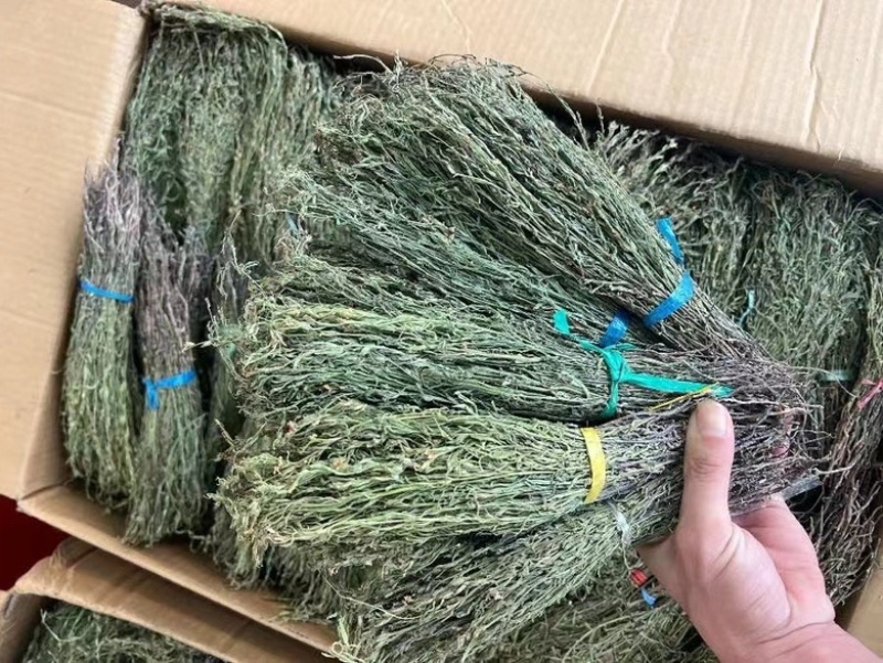 青绿独脚金，产地直销