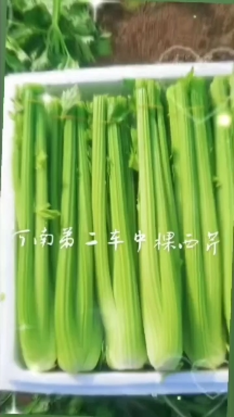 精品西芹大中小颗大量有货